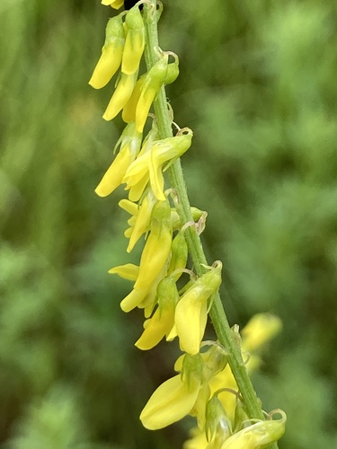 Yellow Sweetclover