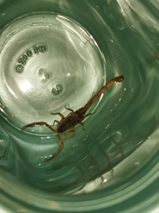 Centruroides ornatus