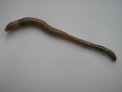 Lumbricidae