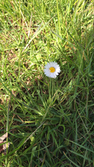 Bellis perennis
