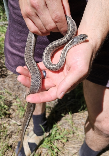 Wandering Garter Snake