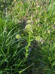 Lepidium campestre