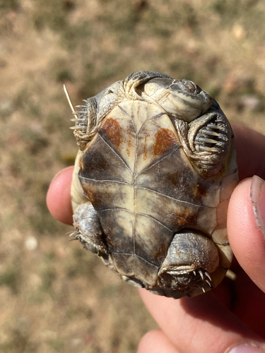 Helmeted Turtle