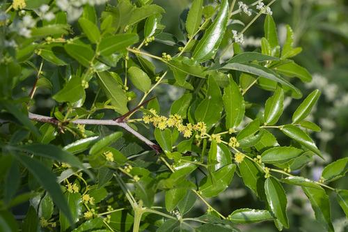 Ziziphus jujuba spinosa