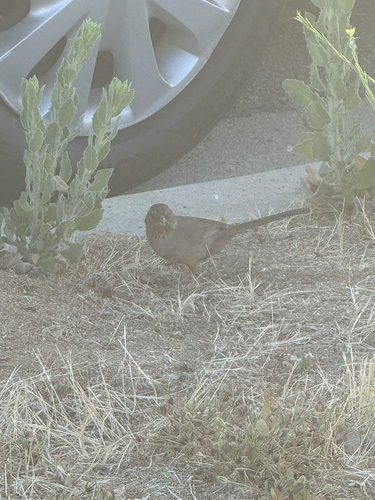 California Towhee