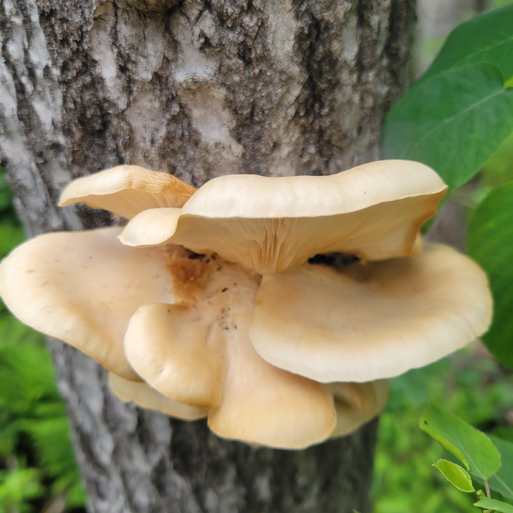 aspen oyster mushroom · June 2026 · photo: Photo: (c) Veronica Jendrick, some rights reserved (CC BY) · iNaturalist