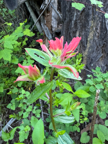 giant red paintbrush