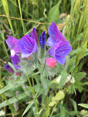 Echium judaeum