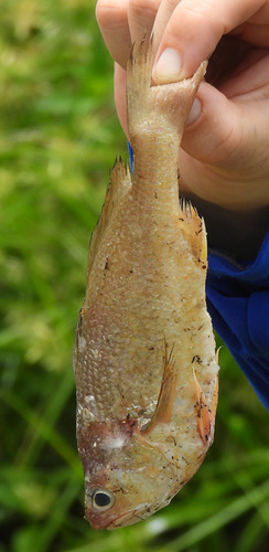 Rake drum (Stellifer rastrifer) — Sciaenidae — 5