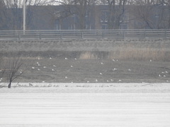 Larus delawarensis