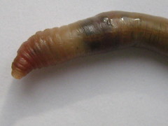 Lumbricidae