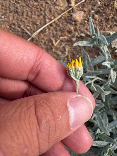 hairyseed bahia