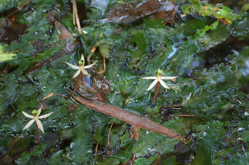 Malayan Water Lily (Barclaya longifolia)