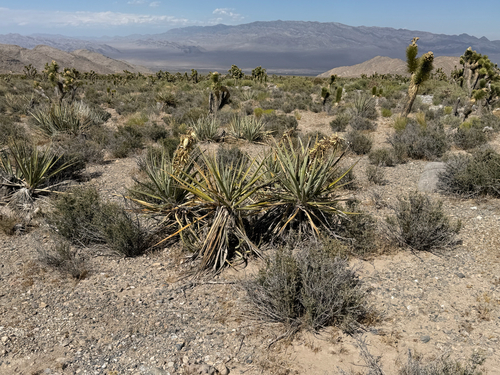 Banana Yucca