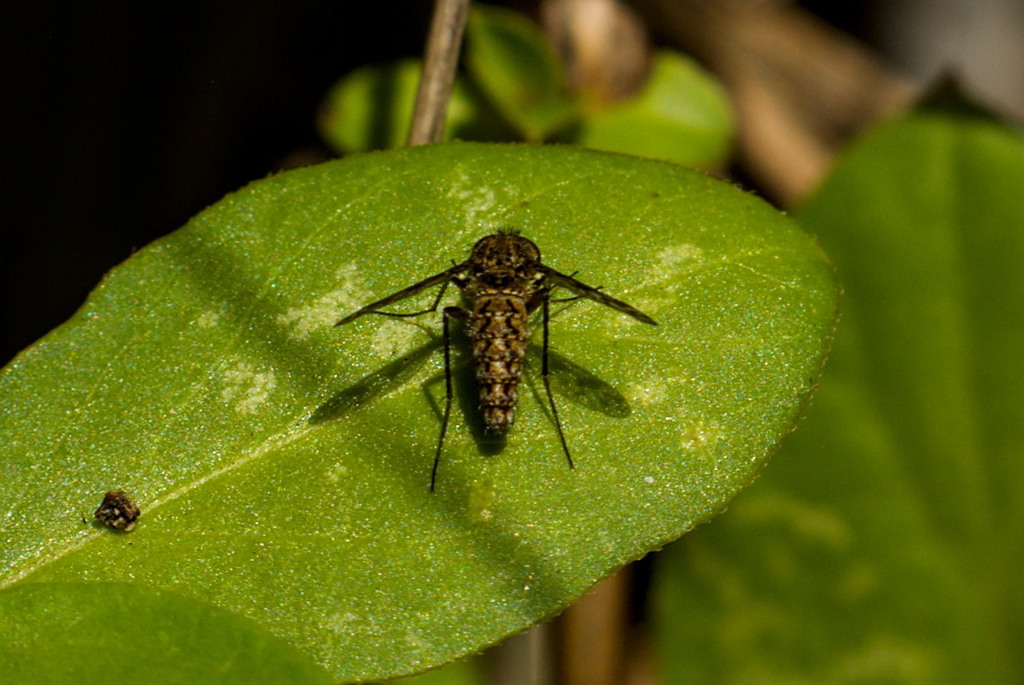 Cyllenia rustica