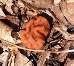 Gyromitra korfii