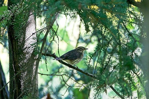 Northern Waterthrush