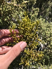 Phoradendron juniperinum