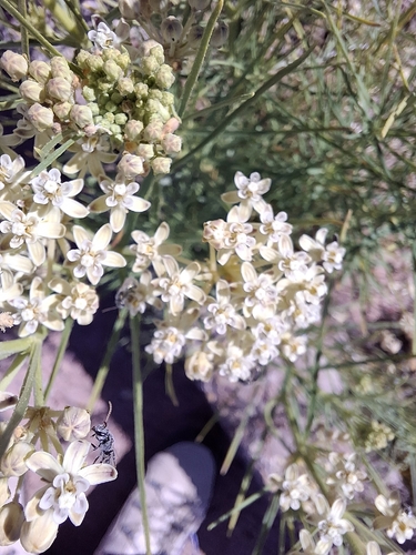 horsetail milkweed