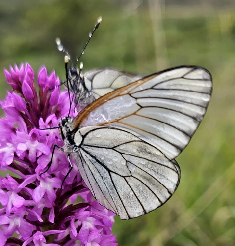 Black-veined White