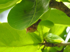 Myotis formosus flavus