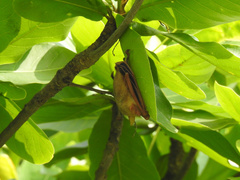 Myotis formosus flavus