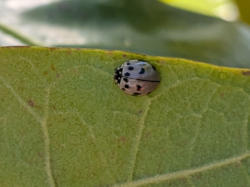 Ashy Gray Lady Beetle
