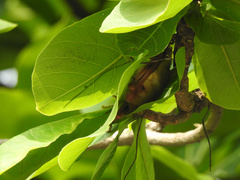 Myotis formosus flavus
