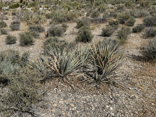 Banana Yucca
