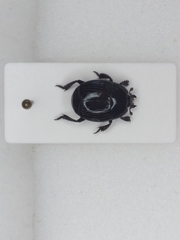 Margarinotus brunneus