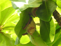 Myotis formosus flavus