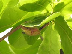 Myotis formosus flavus
