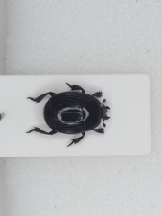 Margarinotus brunneus