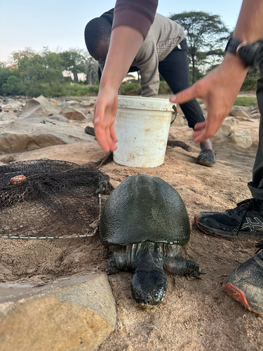Serrated Hinged Terrapin