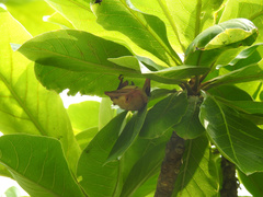 Myotis formosus flavus