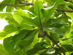 Myotis formosus flavus