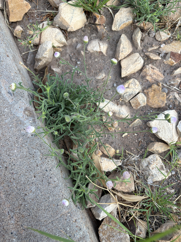 running fleabane