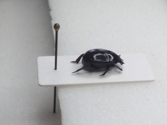 Margarinotus brunneus