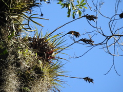 Vriesea flammea