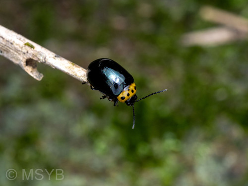 Morphosphaera japonica, 2026-06-06