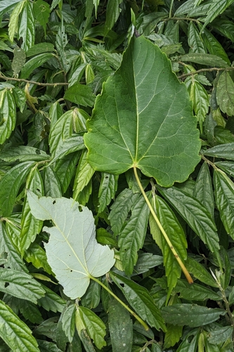 Idesia polycarpa, photograph 3