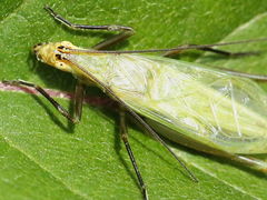 Oecanthus forbesi