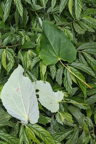Idesia polycarpa, photograph 4
