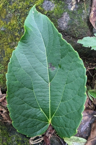 Idesia polycarpa, photograph 5
