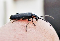 Cantharis pulicaria