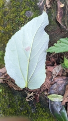 Idesia polycarpa, photograph (c) 許文俊, some rights reserved (CC BY-SA)