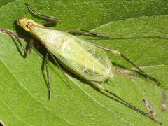 Oecanthus forbesi
