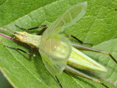 Oecanthus forbesi