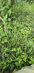 Carex grisea, photograph author not stated, no rights reserved