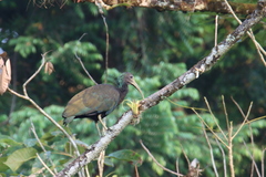 Mesembrinibis cayennensis